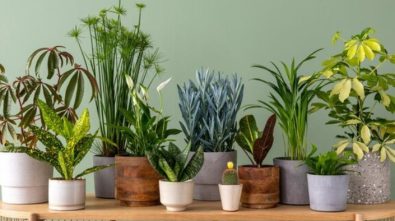 Low Maintenance Air Purifying Plants for your Motorhome