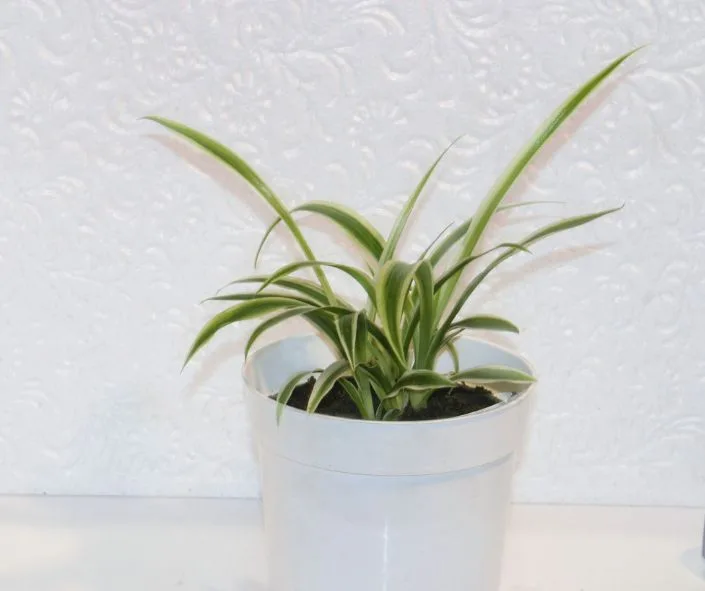 spider plant in a white pot inside a motorhome rental in california